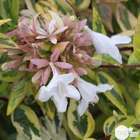 Abelia x grandiflora 'Kaléidoscope'® : Conteneur de 4,5 litres